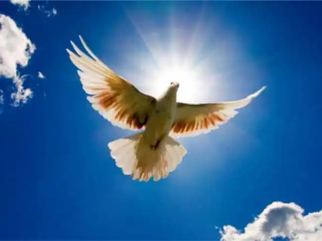 need for everyone non violent communication 1